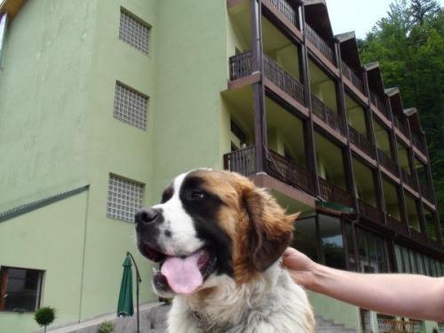Ezio Casa Hotel Timişu de Jos Exterior foto